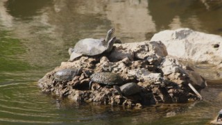 Başkan Sürücü: "Eğer önlem alınmazsa taşköprü yok olacak"