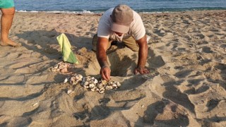 Kuşadası'nda ilk yavrular sürpriz yuvadan çıktı