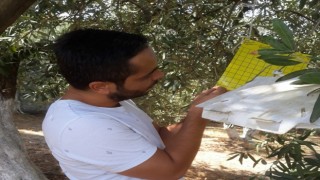 Söke İlçe Tarım’dan zeytin sineği uyarısı