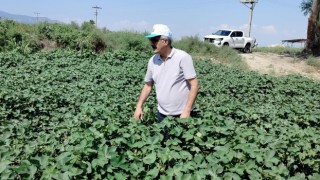 Söke’de pamuk tarlalarındaki verim umut veriyor