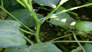 Nazilli’de pamuk üreticilerine unlu bit uyarısı