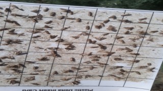 Söke’de pamukta pembekurt zararlısına karşı uyarı