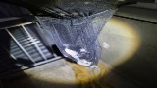 Apartman boşluğunda mahsur kalan yavru kedi kurtarıldı