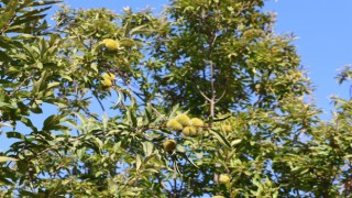 Aydın'da kestane hasat sezonu için hazırlıklar başladı