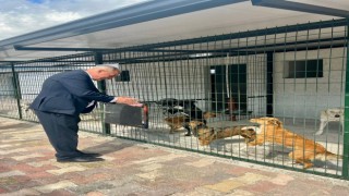 Başkan Yıldırımkaya: "Sultanhisar'da can dostlar emin ellerde"