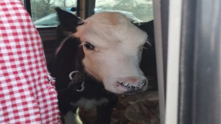 Didim’den kaçan hayvan hırsızları Konya’da yakalandı