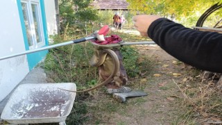 Eve giren yılan paniğe neden oldu