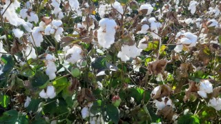 Yağışların pamuk alanlarındaki etkisi yerinde incelendi