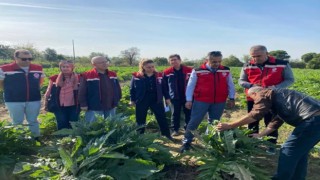 Aydın'da enginar üretimi yükselişte