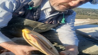 Azap Gölü’nde oltaya takılan tepeli pelikan balıkçıların dikkatiyle kurtuldu