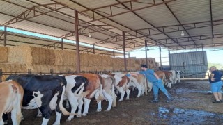 Bozdoğan’da hayvan otlatmak ve hayvan pisliğini dışarı çıkarmak yasaklandı