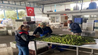 Buharkent'te zeytin rekoltesi ve kalite kontrol çalışmaları sürüyor