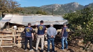 Germencik’te çalınan hayvanlar bulunarak sahibine teslim edildi