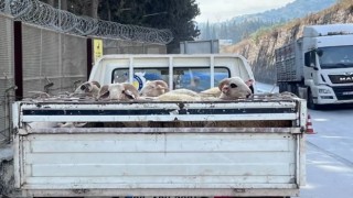 Hayvan hastalıkları ile mücadelede yol kontrolleri devam ediyor