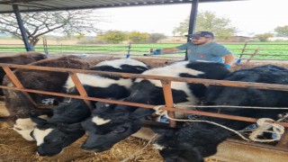 Karpuzlu’da hayvan sağlığı için çalışmalar sürüyor