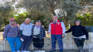 Kuşadası'nda mandalina hasadı başladı