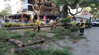 Ordu Caddesi’nde Meşrubat Kamyonu Çam Ağacına Çarptı: Facianın Eşiğinden Dönüldü