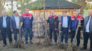 Aydın dağları sağlıklı kestane ağaçlarıyla donatılıyor