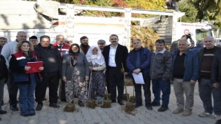 Sultanhisar'da üreticiye kestane ve incir fidesi dağıtıldı