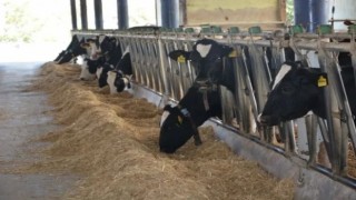 Aydın hayvancılıkta Türkiye zirvesinde