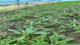 Aydın'da salep orkidesi üretimi büyüyor