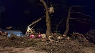 Fırtına çam ağacını devirdi