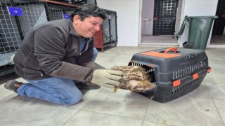 Germencik'te belediyenin ihbar hattı yaban hayvanlarına da umut oluyor