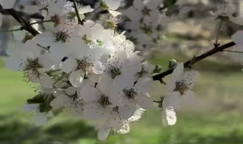 Birinci Cemre Havaya Düştü: Baharın İlk Müjdesi Geldi