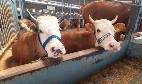 İncirliova’da şap karantinası kaldırıldı