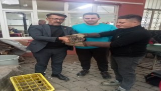 Kahvehane camına çarpan baykuş rehabilitasyona alındı