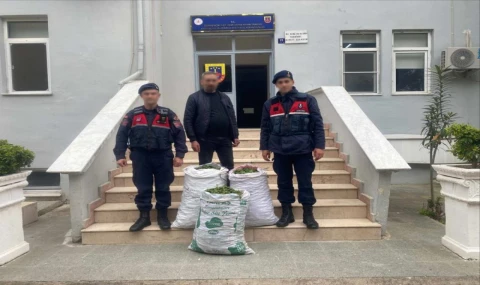 Germencik’te incir bahçesinde jandarmadan suçüstü