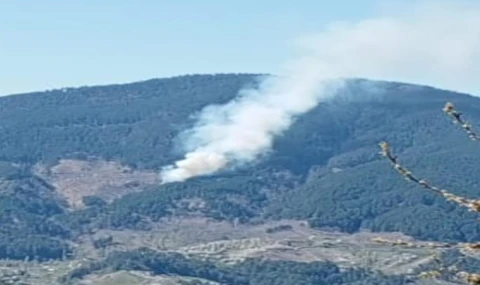 Nazilli’de Orman Yangını Panik Yarattı