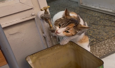 Nazilli’de Sokak Kedisi Çeşme Başında Susuzluğunu Giderdi