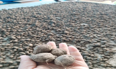 Bozdoğan’da salep hasadı kontrol altında