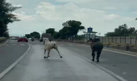 Nazilli’de Karayoluna Çıkan Başıboş Atlar Trafiği Tehlikeye Attı