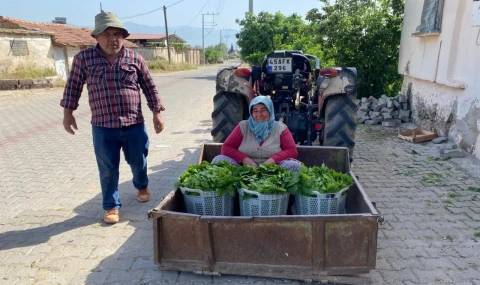 Üzümden önce yaprak kazandırdı