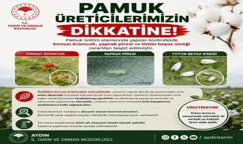 Aydınlı pamuk üreticilerine zararlı uyarısı