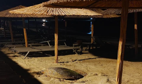 Didim Kıyılarında Caretta Heyecanı: İkinci Yuva Korumaya Alındı
