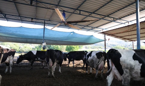 Kavurucu sıcaklar inekleri vurdu: Ahırlara dev vantilatörler kuruldu