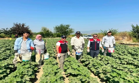 Koçarlı, Aydın'ın bamya üretimindeki liderliğini sürdürüyor