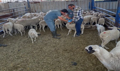 Köşk'te küçükbaş hayvanlar kayıt altına alınıyor