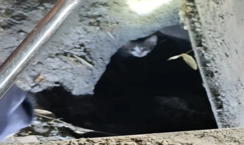 Mazgalda 3 gün mahsur kalan kedi, 2 saatlik çalışmayla kurtarıldı