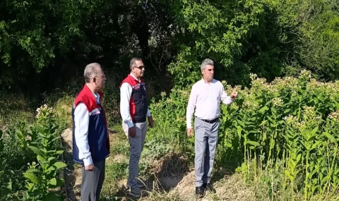 Tütün üretiminin merkezi Karacasu'da kırım başladı