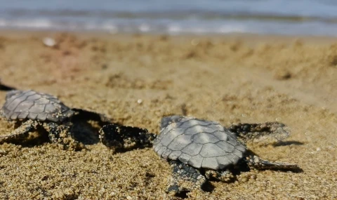Kuşadası’nda sürpriz caretta caretta çıkışı