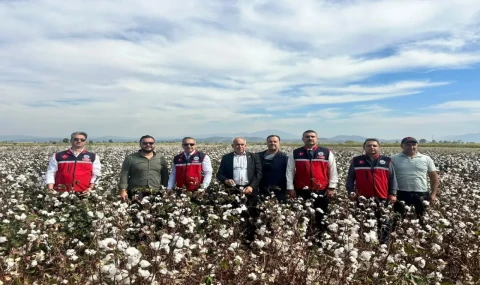 Söke pamuğunda hasat başladı
