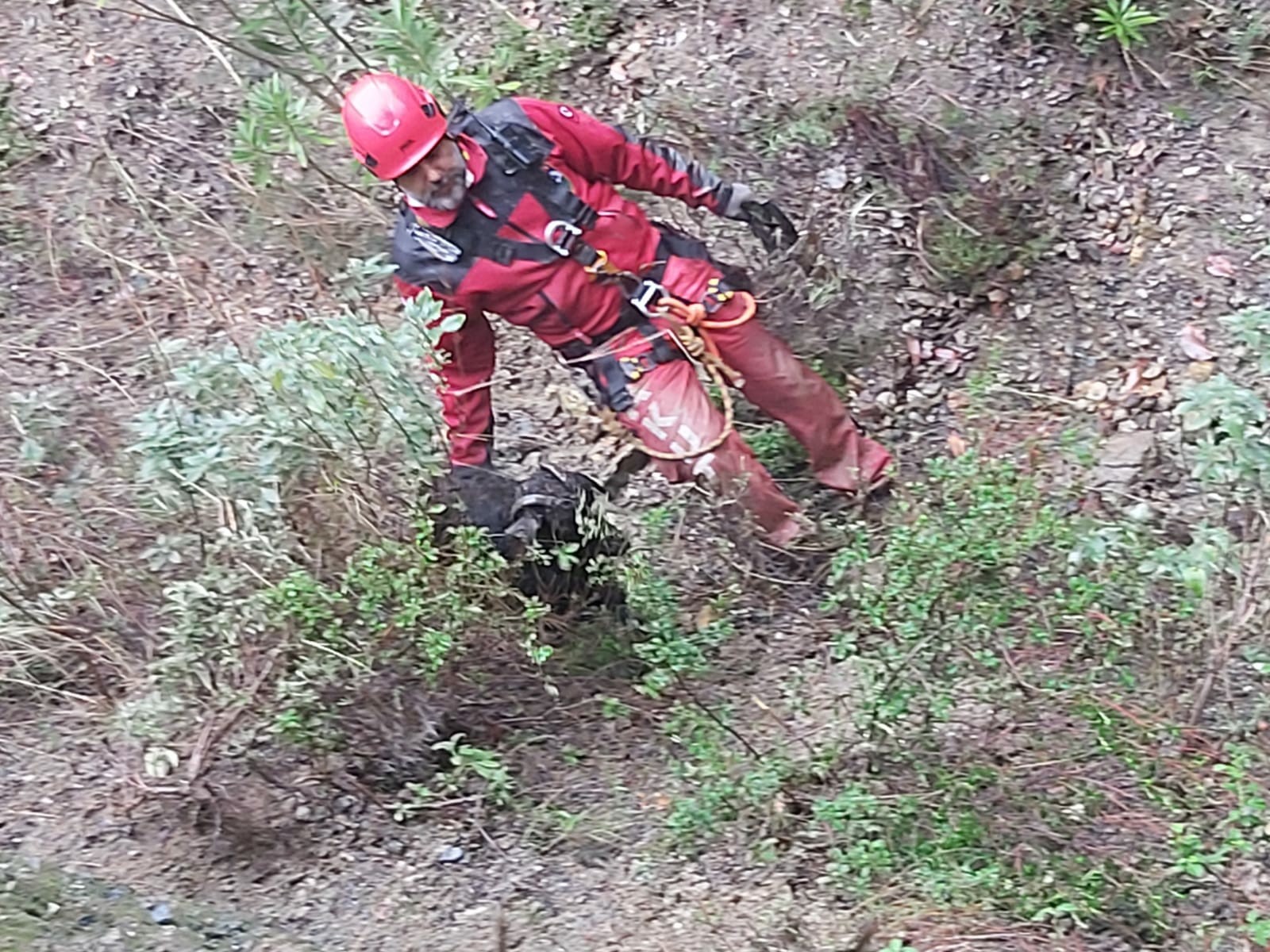 Söke’de keçi kurtarma operasyonu