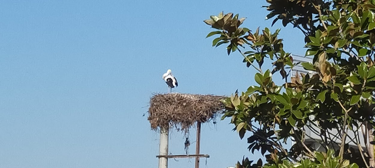 Baharın müjdecisi leylekler Aydın'a gelmeye başladı