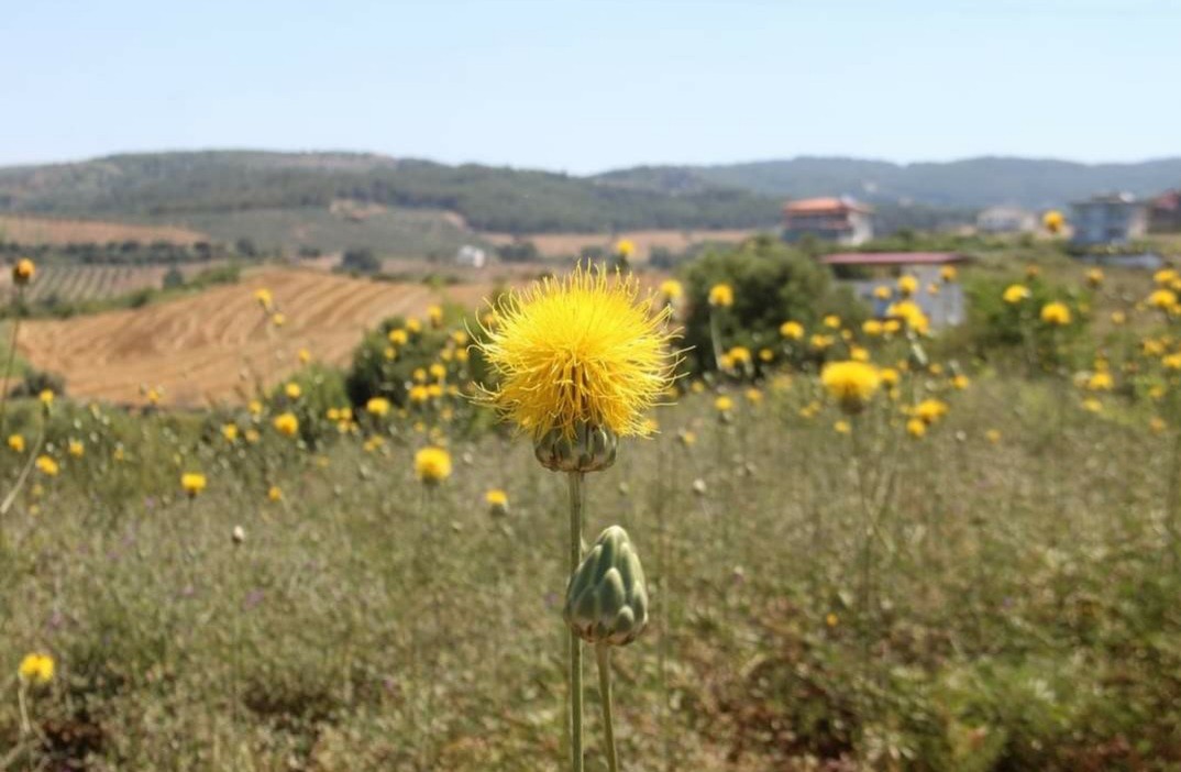 Kuşadası'nda 17 kök 'tülüşah' korumaya alındı