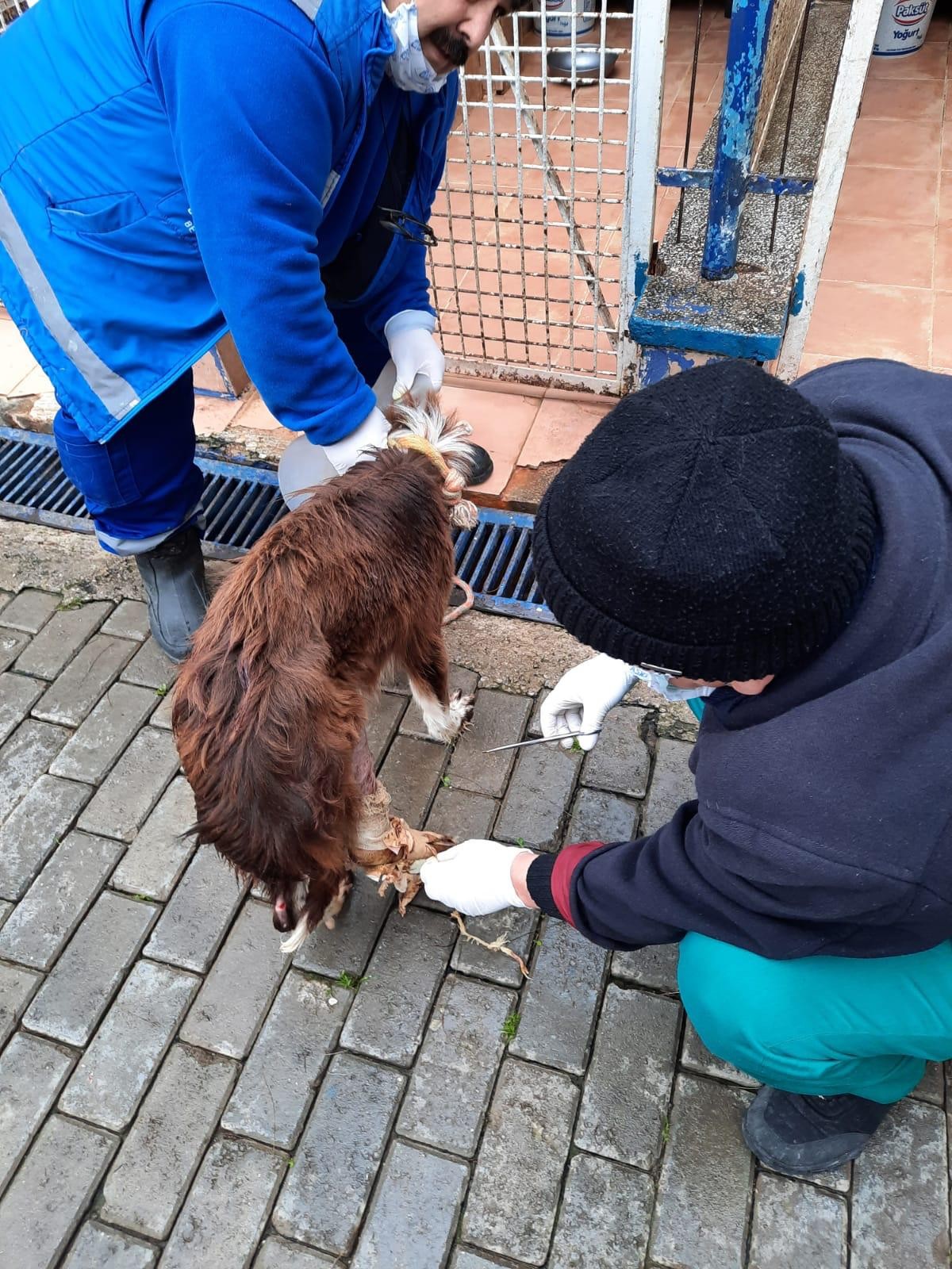 Muhtarın dikkati, yaralı köpeği kurtardı