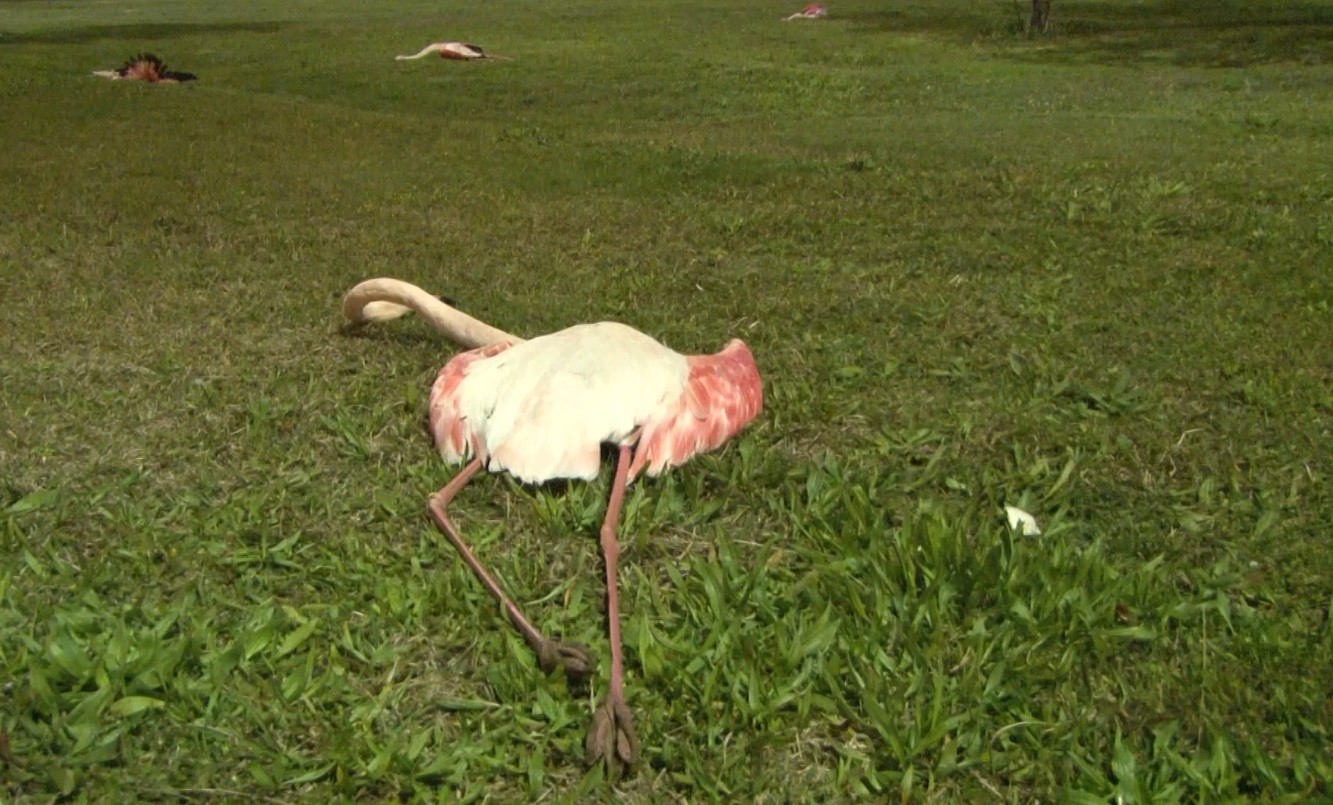 İzmir'de flamingoların toplu ölümü endişe uyandırdı